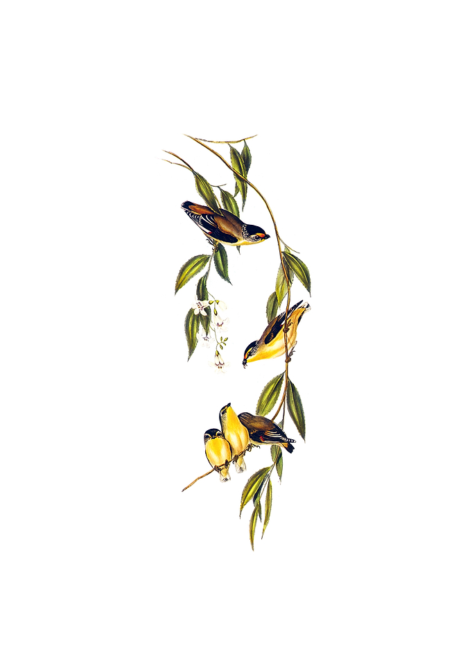 Striated Pardalote Bird