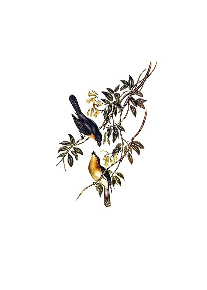 Broad Billed Flycatcher