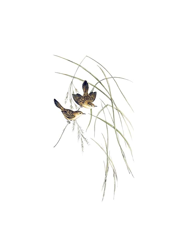 Lineated Warbler Bird