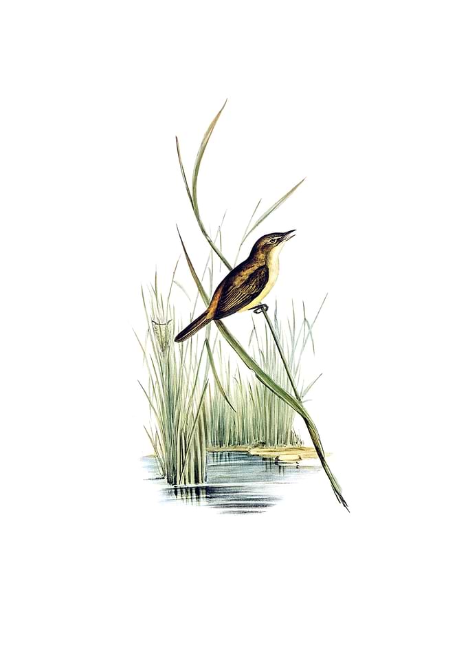 Vintage Reed Warbler Bird