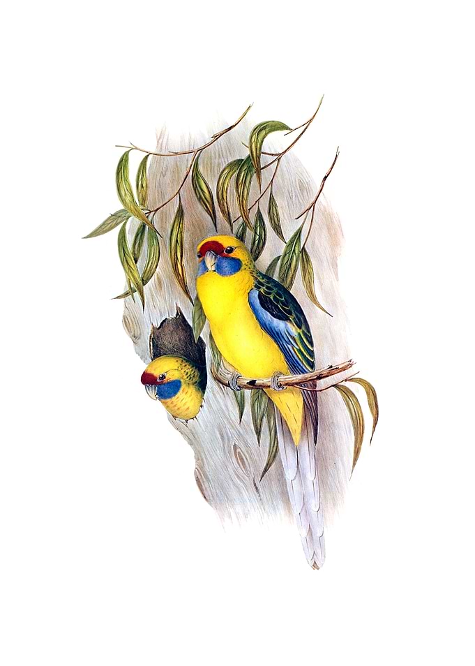 Yellow Bellied Parakeet