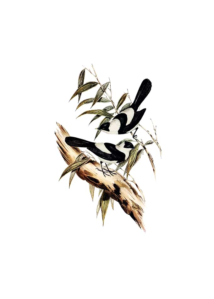 Pied Monarch Flycatcher