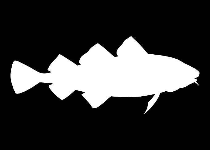 Cod Fish