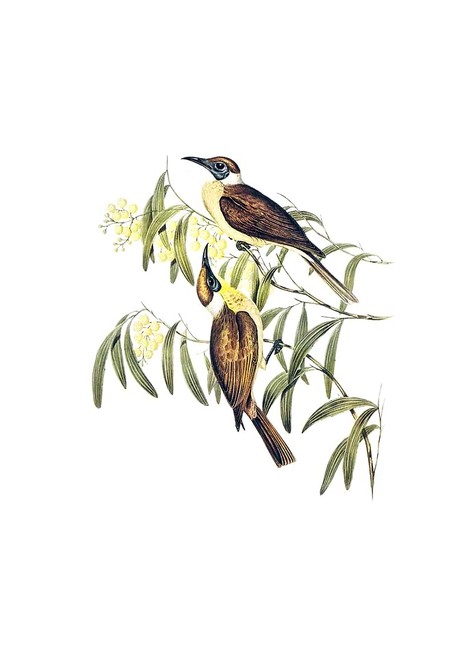 Yellow Throated Friar Bird