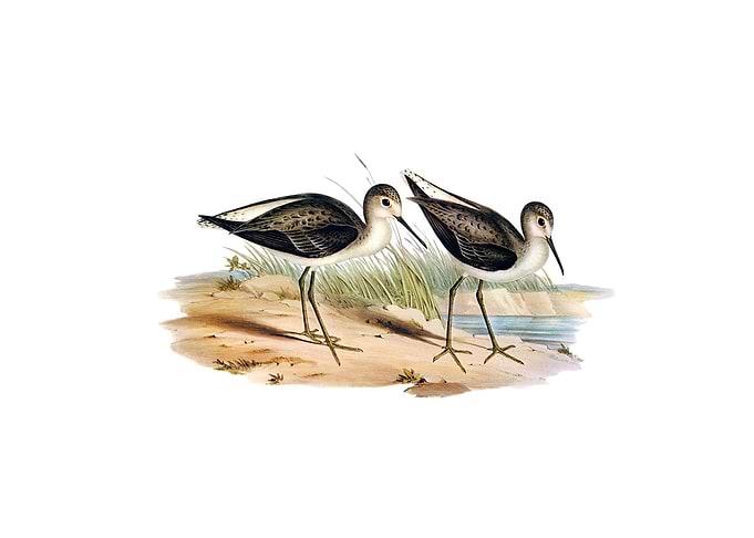 Marsh Sandpiper Bird
