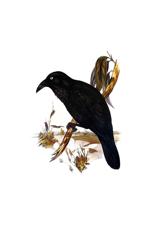 White Eyed Crow Bird