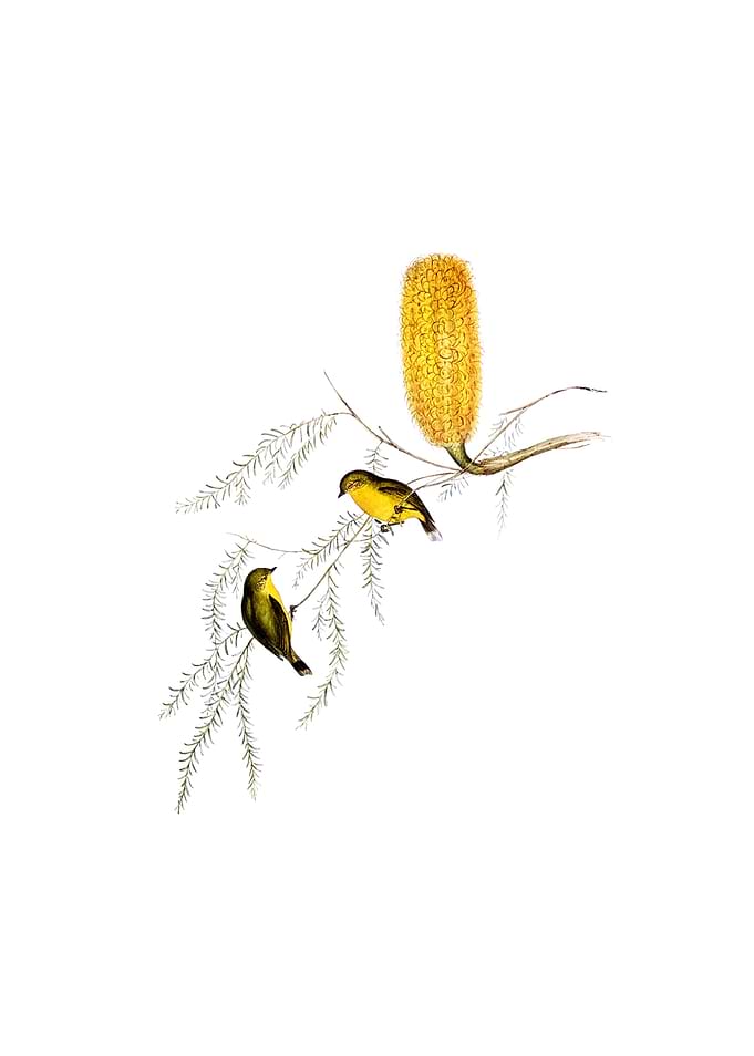 Yellow Thornbill Bird