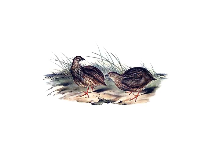 Sombre Partridge Bird