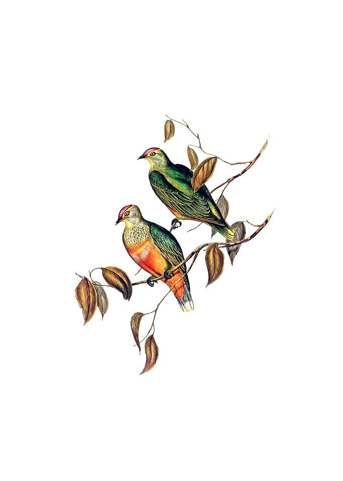 Ewings Fruit Pigeon Bird