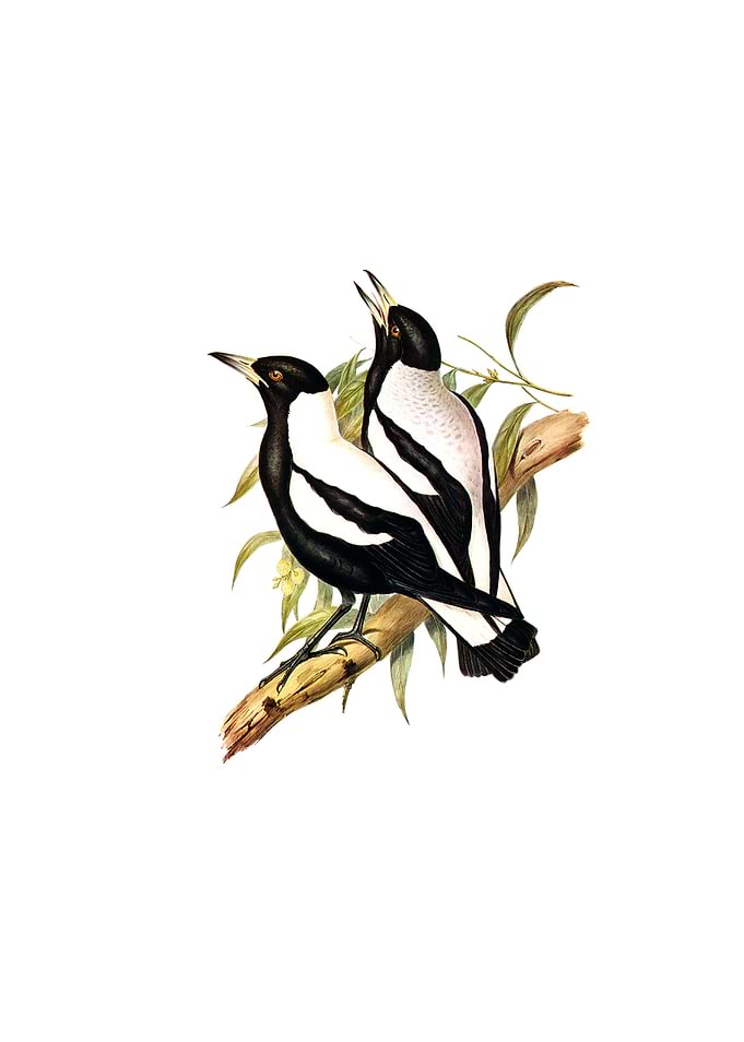 Tasmanian Crow Shrike Bird