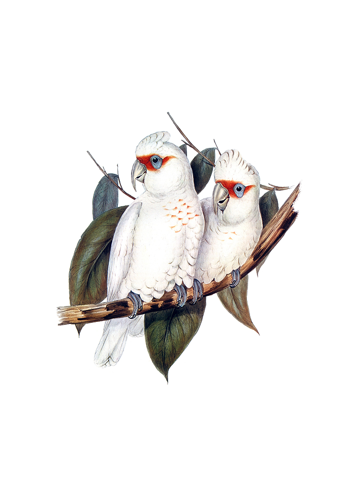 Long Billed Cockatoo Bird