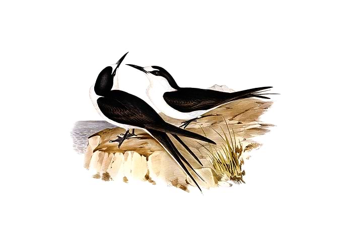 Vintage Sooty Tern Bird