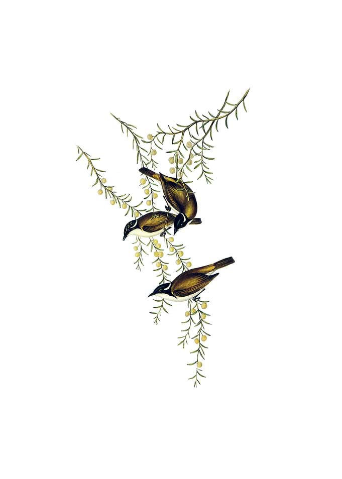 White Throated Honeyeater