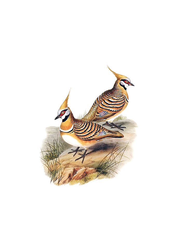 White Bellied Bronzewing