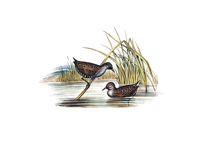 Spotted Water Crake Bird