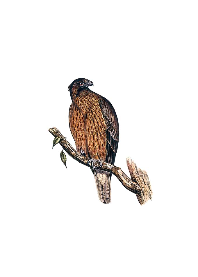 Little Australian Eagle