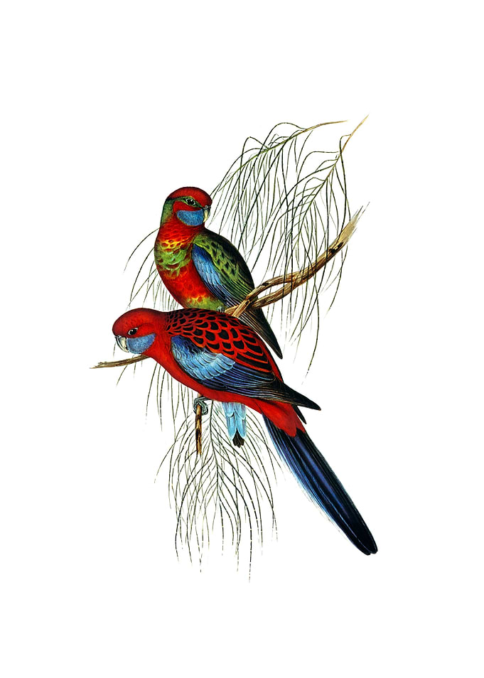 Pennants Parakeet Bird