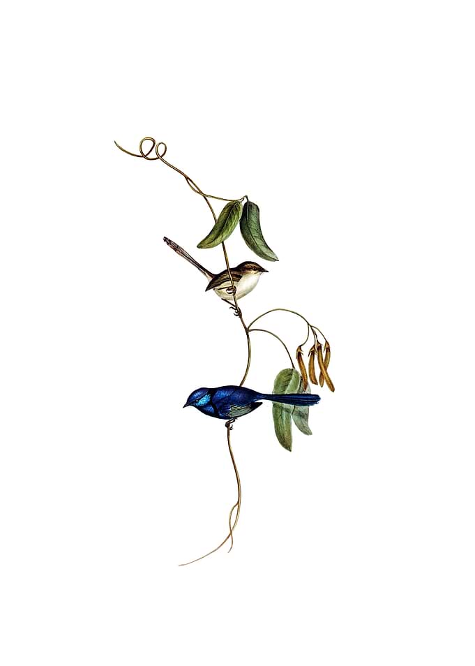 Vintage Banded Wren Bird