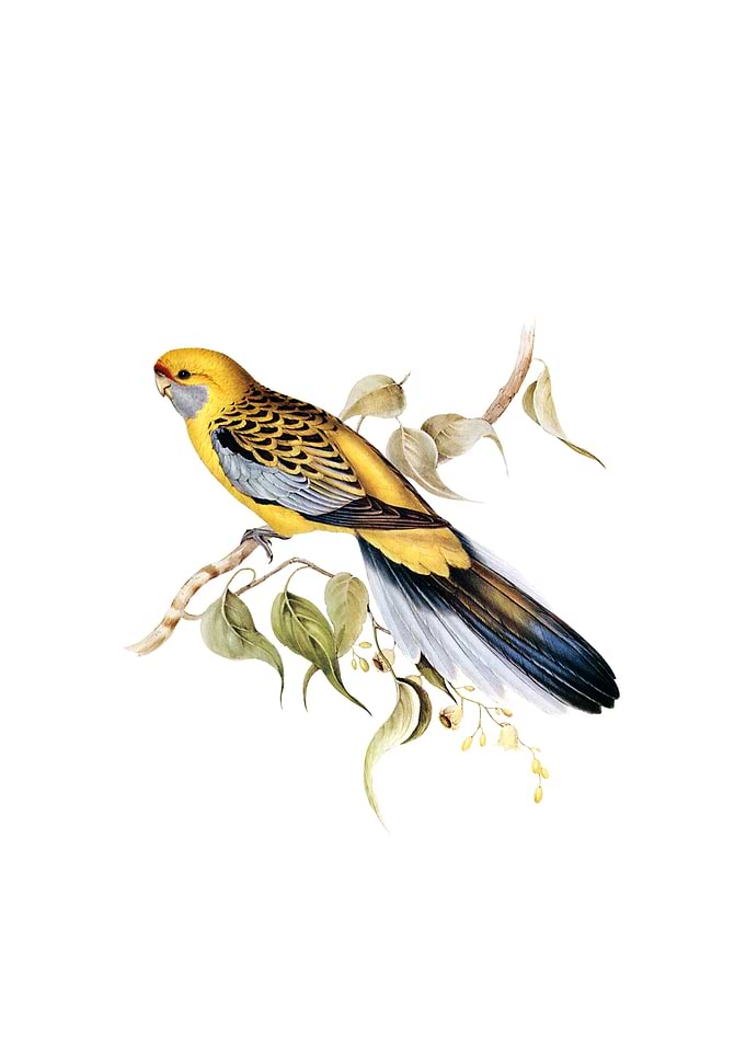Yellow Rumped Parakeet