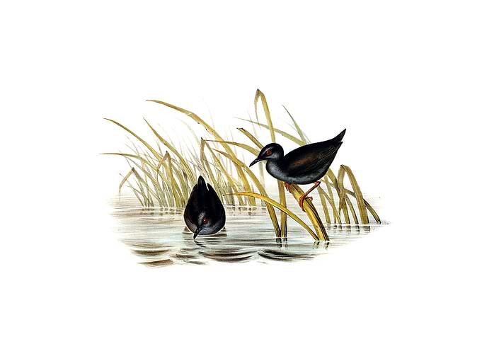 Spotless Gallinule Bird