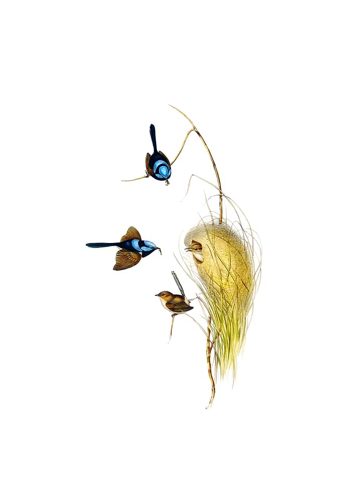 Vintage Blue Wren Bird