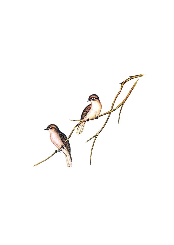 Great Winged Flycatcher