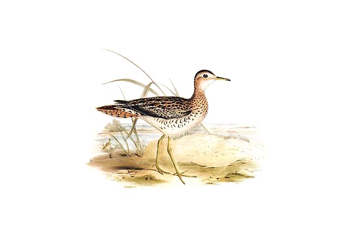 Bartrams Sandpiper Bird
