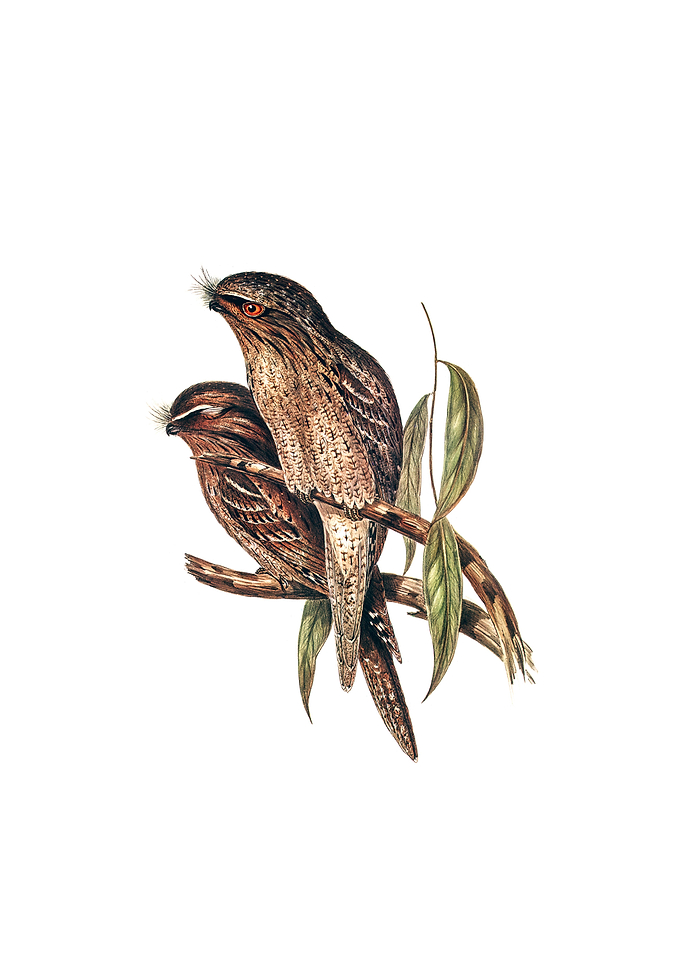 Tawny Frogmouth Bird