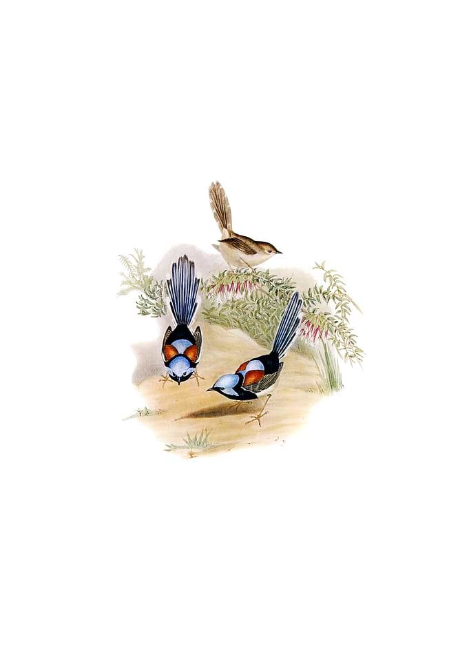 Vintage Lovely Wren Bird