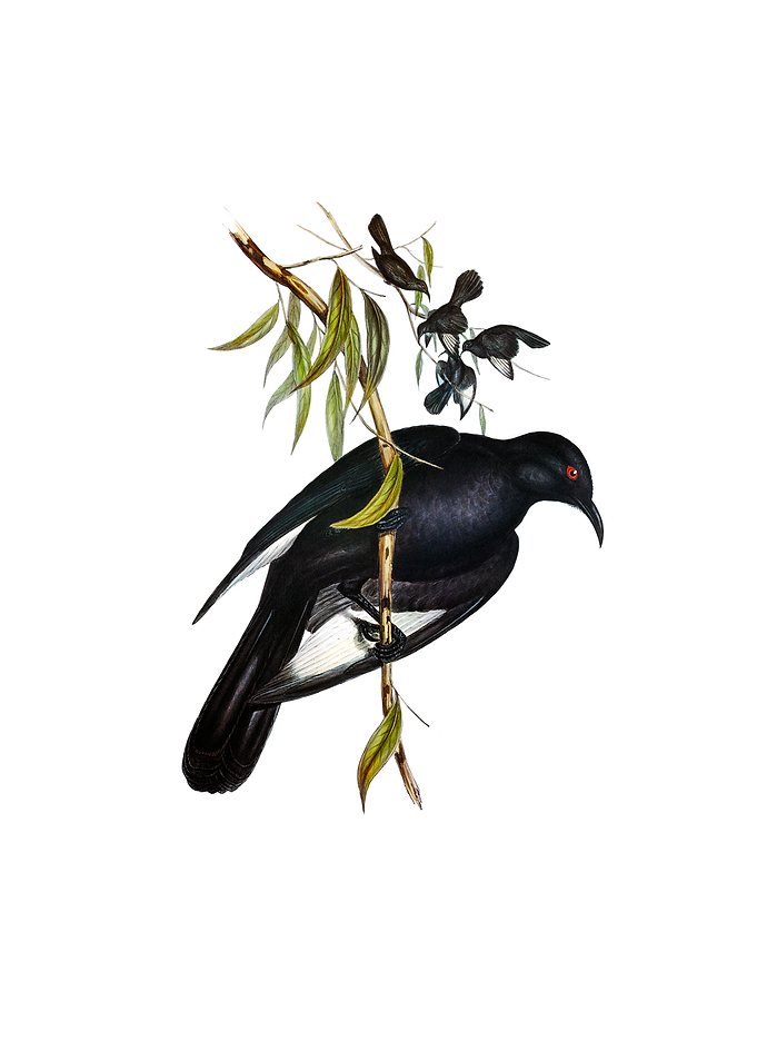 White Winged Chough Bird