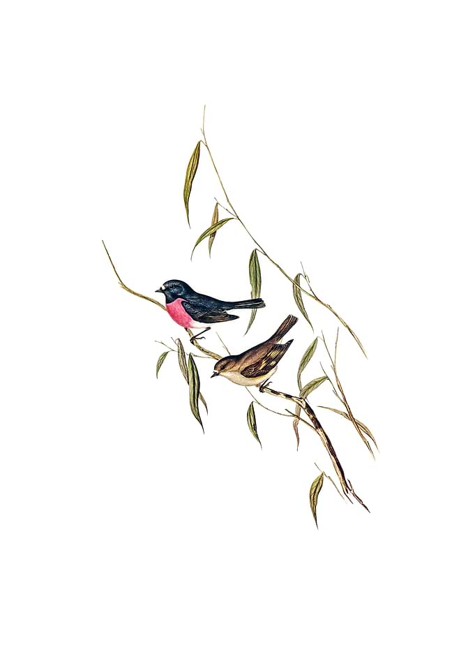 Pink Breasted Wood Robin