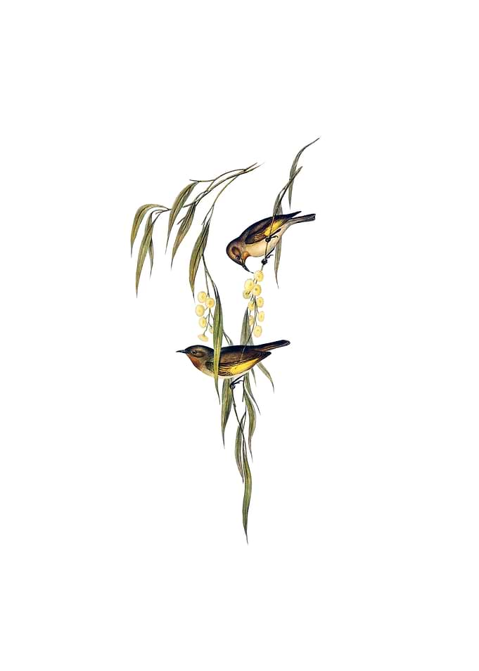 Red Throated Honeyeater