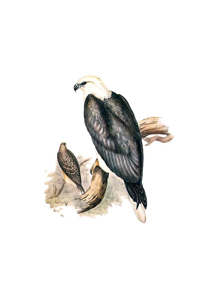 White Bellied Sea Eagle
