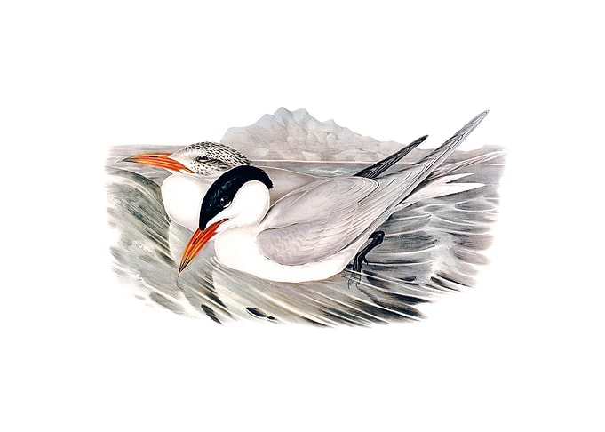 Vintage Powerful Tern Bird