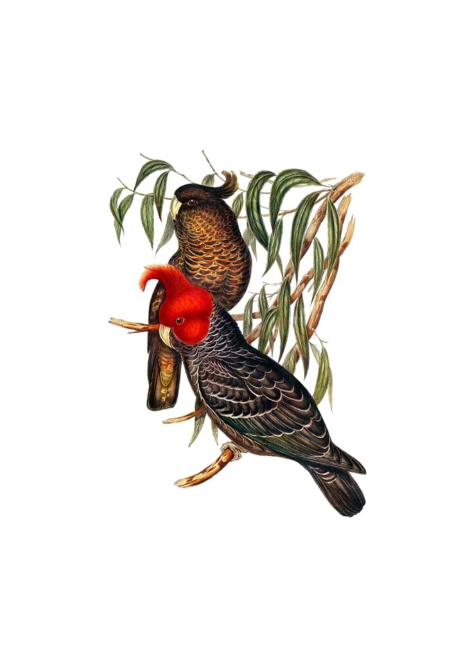 Gang Gang Cockatoo Bird