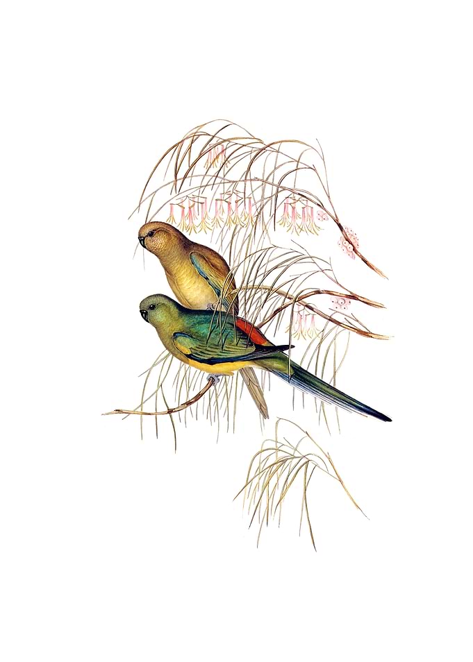 Red Backed Parakeet Parrot