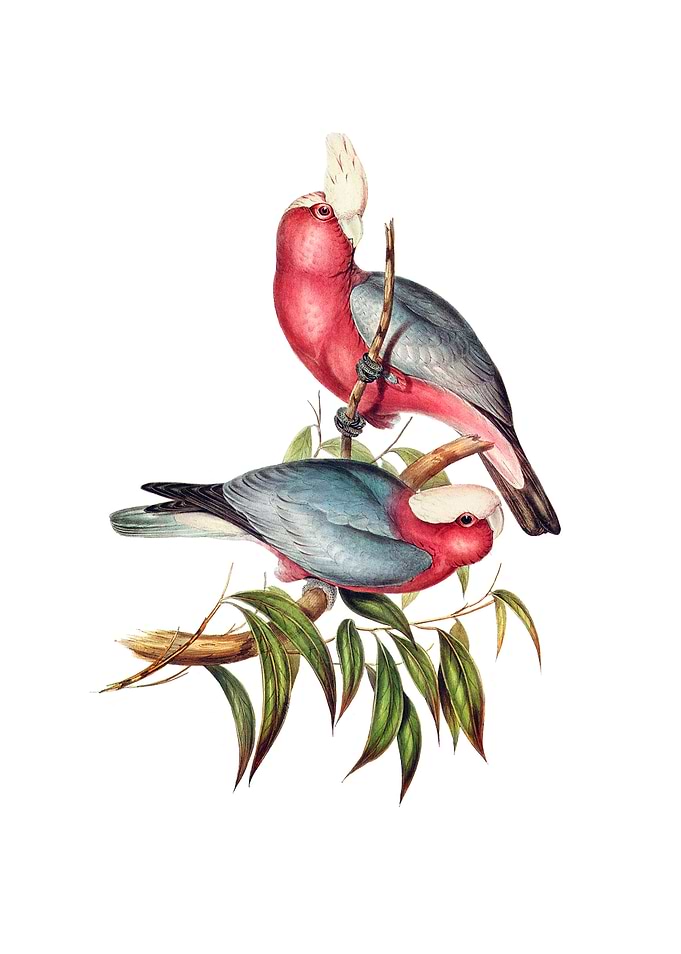Rose Breasted Cockatoo
