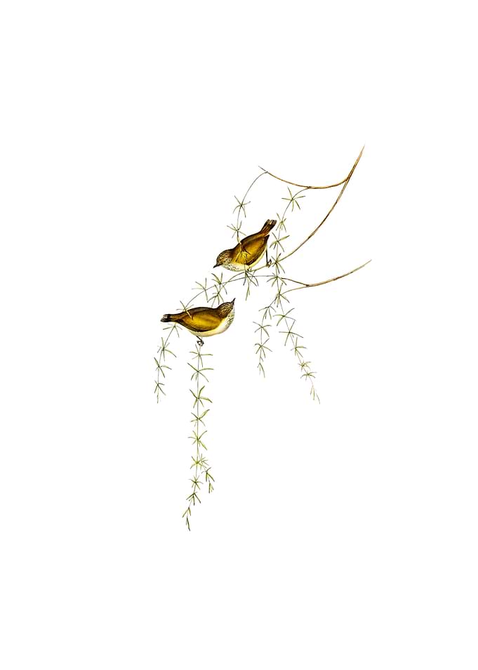 Striated Thornbill Bird