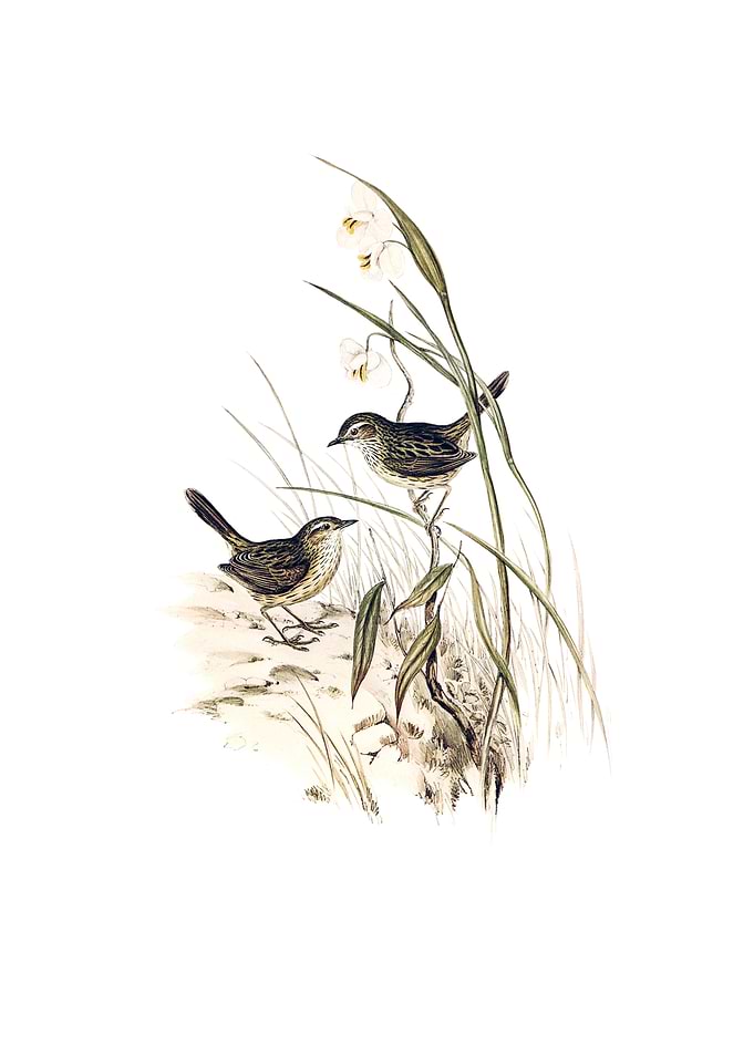 Striated Reed Lark Bird