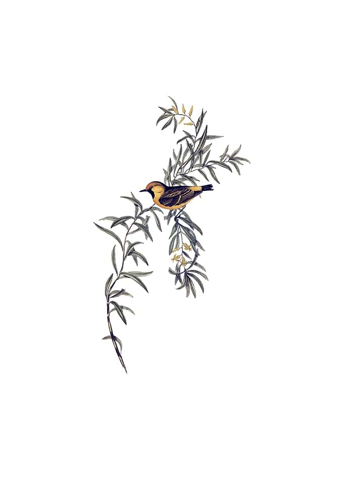 Orange Fronted Chat Bird