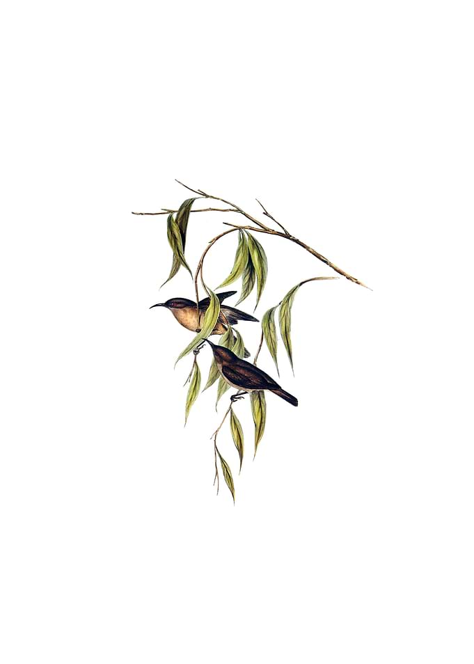 Obscure Honeyeater Bird