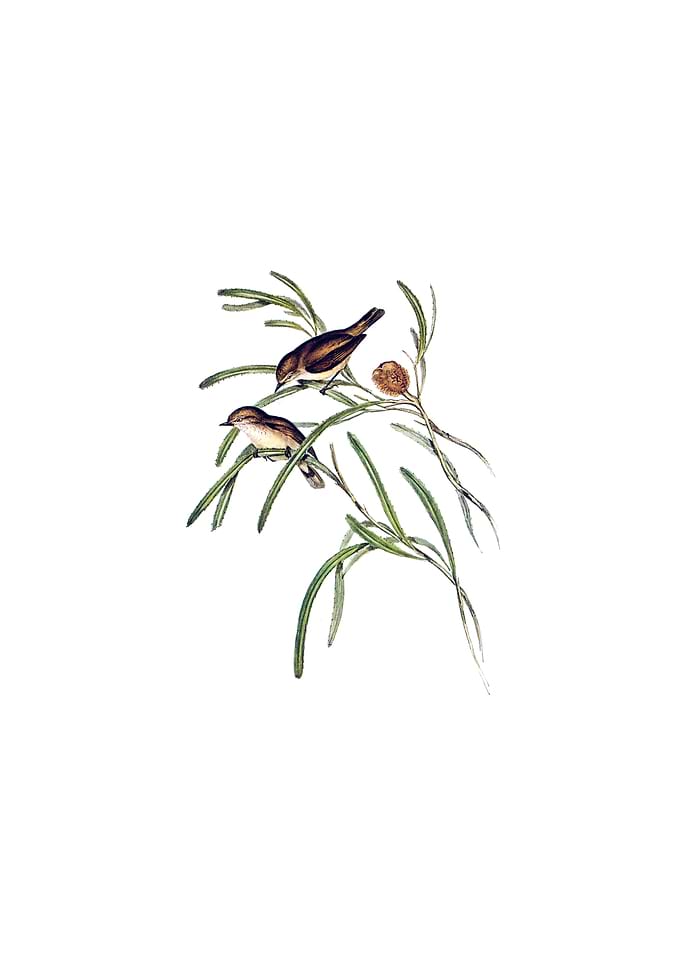 Western Thornbill Bird