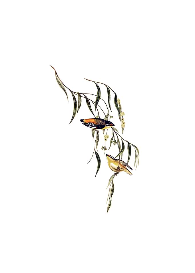 Yellow Rumped Pardalote