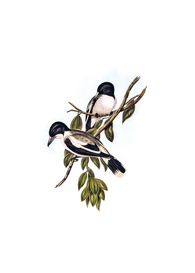 Silvery Back Butcher Bird