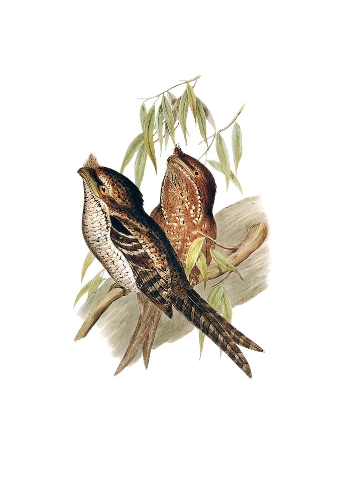 Marbled Frogmouth Bird