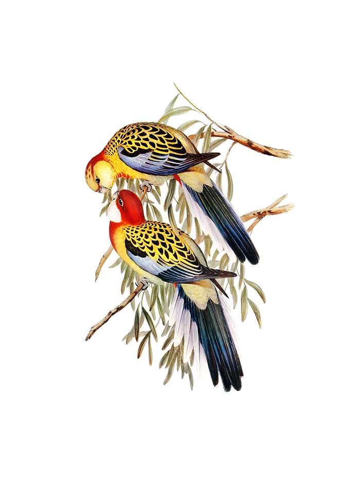 Splendid Parakeet Parrot