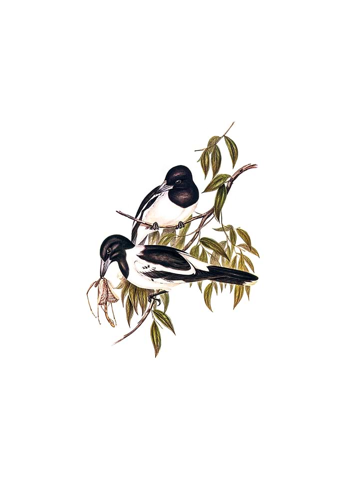 Black Throated Crow Shrike