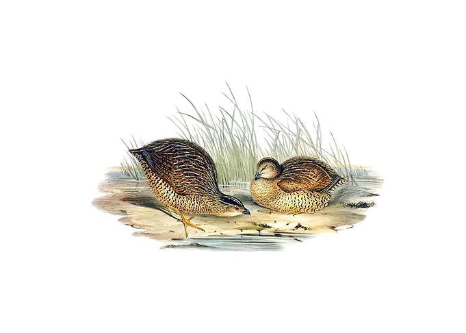 Van Diemens Land Partridge