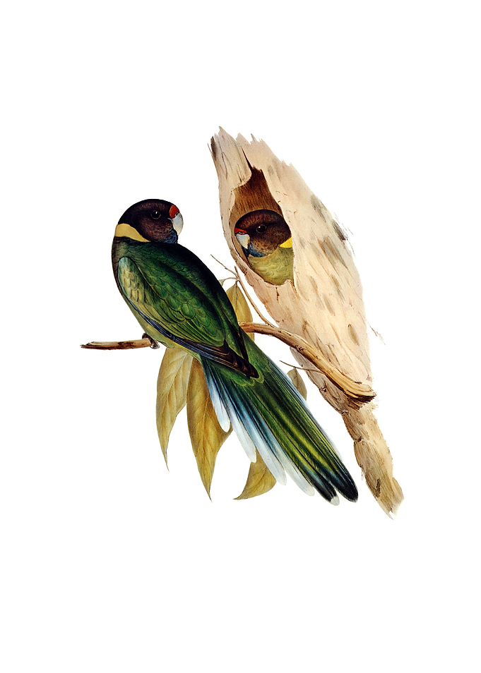 Yellow Collared Parakeet