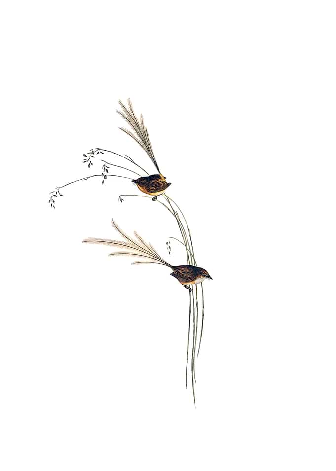 Vintage Emu Wren Bird